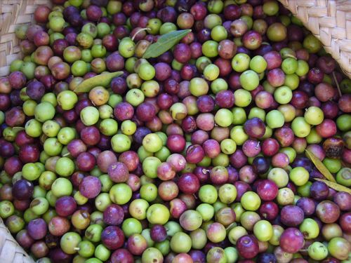 Propiedades del Aceite de Oliva Virgen Extra