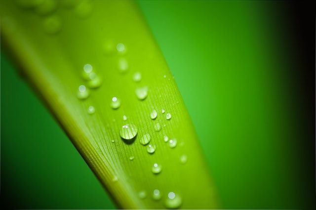 Sérum facial enriquecido con extracto de mango, goji, olivo y aloe vera